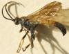 Ichneumon extensorius